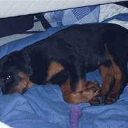 Rottweiler Buffy
