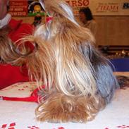 Yorkshire terrier Benjamin vom Autal