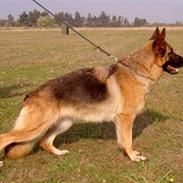 Schæferhund nørrehedens isa (Himmelhund)