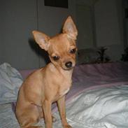 Chihuahua ronja røverdatter