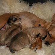 Chihuahua ronja røverdatter