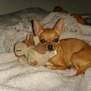 Chihuahua ronja røverdatter