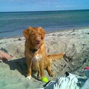 Nova scotia duck tolling retriever Sille