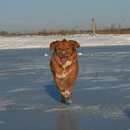 Nova scotia duck tolling retriever Sille