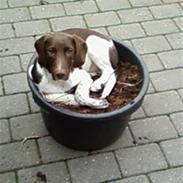 Gammel dansk hønsehund /Labrador Laban