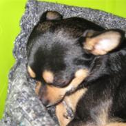 Chihuahua Boss