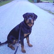 Rottweiler Bamse