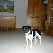 Dansk svensk gaardhund Matilde