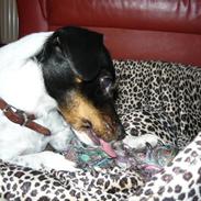 Dansk svensk gaardhund Matilde