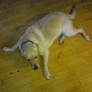 Labrador retriever Lizzi