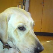 Labrador retriever Lizzi