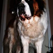 Sankt bernhardshund Bamse