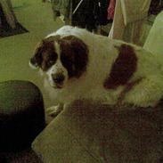 Sankt bernhardshund Bamse