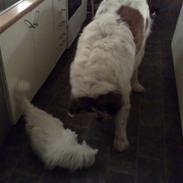 Sankt bernhardshund Bamse