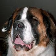 Sankt bernhardshund Bamse