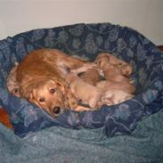 Golden retriever Chilli