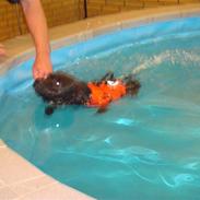 Staffordshire bull terrier Jake - fået ny familie..