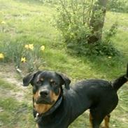 Rottweiler simba