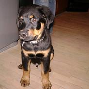 Rottweiler simba