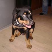 Rottweiler simba