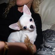 Chihuahua Baby