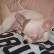 Chihuahua Baby