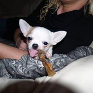 Chihuahua Baby