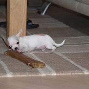 Chihuahua Baby