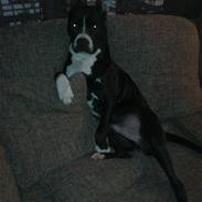 Amerikansk staffordshire terrier Simba 