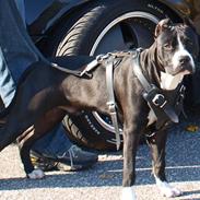 Amerikansk staffordshire terrier Simba 