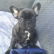 Fransk bulldog Bella