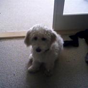 Blanding af racer Dolly