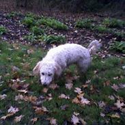 Blanding af racer Dolly