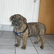 Boerboel coco