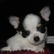 Chihuahua Domino R.I.P.