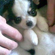 Chihuahua Domino R.I.P.