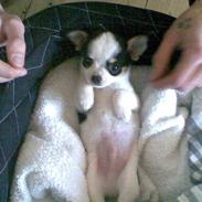 Chihuahua Domino R.I.P.