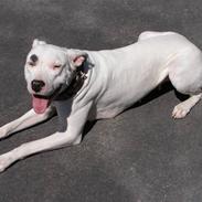 Dogo argentino Naobi