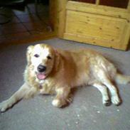 Golden retriever Zorba