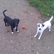 Parson russell terrier Dora