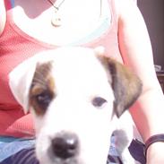 Parson russell terrier Dora