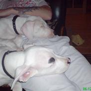 Dogo argentino Naobi
