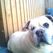 Bullmastiff ~ MAJA ~udfordres gerne~