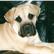 Bullmastiff ~ MAJA  ~udfordres gerne~