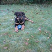 Rottweiler Balou