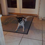 Dansk svensk gaardhund GUCCI