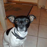 Dansk svensk gaardhund GUCCI