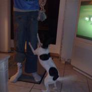 Dansk svensk gaardhund GUCCI