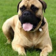 Bullmastiff Brak's nero