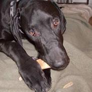 Grand danois Tiny og Otis